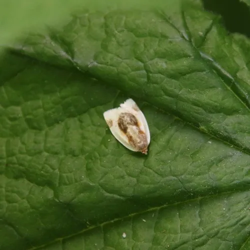 Black-patched Clepsis Moth