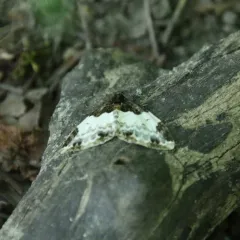 White-ribboned Carpet Moth thumbnail 2