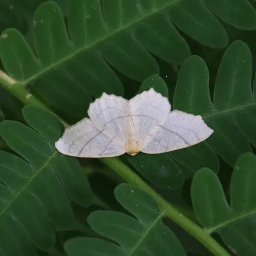 Straw Besma Moth