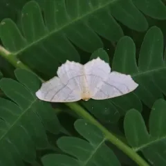 Straw Besma Moth thumbnail 1