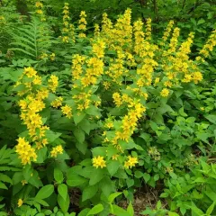 Dotted Loosestrife thumbnail 4