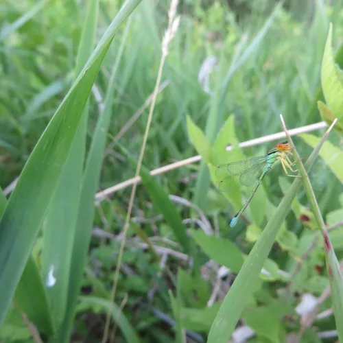 Rainbow Bluet