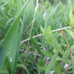 Rainbow Bluet thumbnail 1