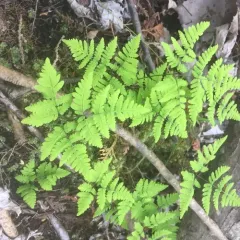 northern oak fern thumbnail 3