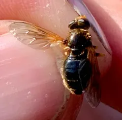Orange-faced Wood Fly thumbnail 2
