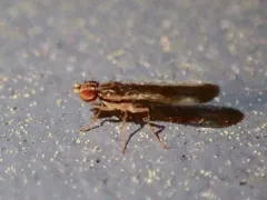 Ischnomyia albicosta thumbnail 2