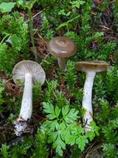 Entoloma griseum thumbnail 2