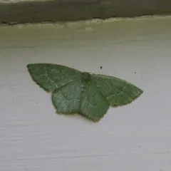 Pistachio Emerald thumbnail 1