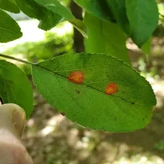 Pear Rust thumbnail 1