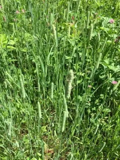 harding grass thumbnail 2