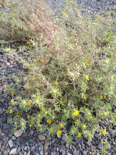 Fitch's tarweed