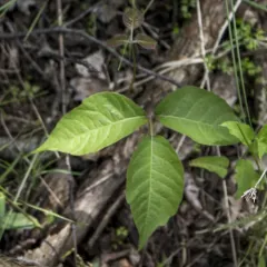 western poison ivy thumbnail 2