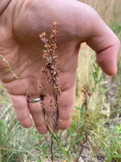 Upright Pinweed thumbnail 2
