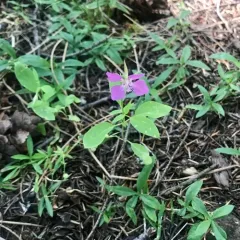diamond clarkia thumbnail 2