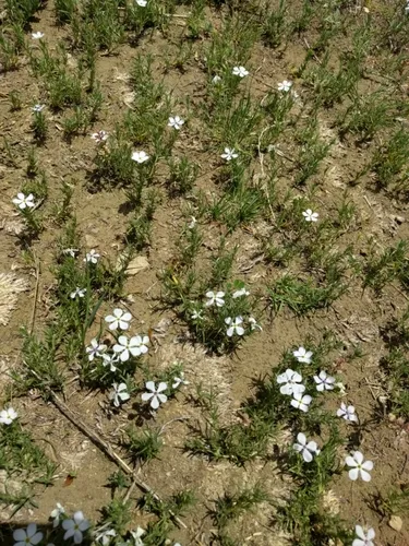 prairie phlox