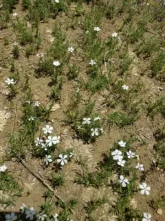 prairie phlox thumbnail 1
