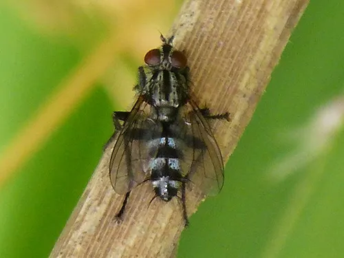 Grizzled Woodlouse-fly