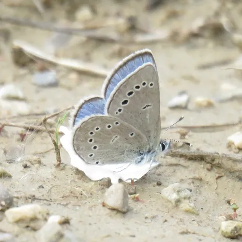 Silvery Blue
