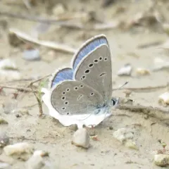 Silvery Blue thumbnail 1