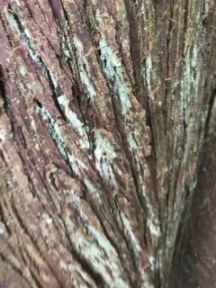 Pacific Dust Lichen thumbnail 3