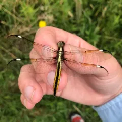 Spangled Skimmer thumbnail 1