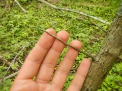 Brainerd's Hawthorn thumbnail 4
