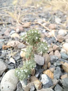 Tehama navarretia thumbnail 3