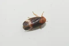 Macropsis basalis thumbnail 2