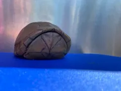 Three-toed Box Turtle thumbnail 2