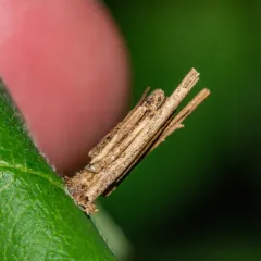 Common Bagworm Moth thumbnail 4
