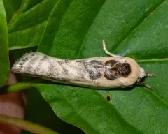 Pale Gray Bird-dropping Moth thumbnail 2