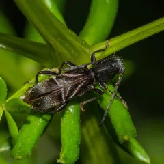 Ant-like Longhorn Beetle thumbnail 4