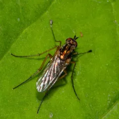 Dolichopus eudactylus thumbnail 3