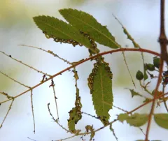 Mountain Ash Sawfly thumbnail 3