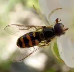 Western Loopwing Aphideater thumbnail 1