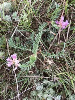 Platte River Milkvetch thumbnail 4
