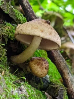 Cystoagaricus lepidotoides thumbnail 3