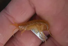 Kelp-curler amphipod thumbnail 4