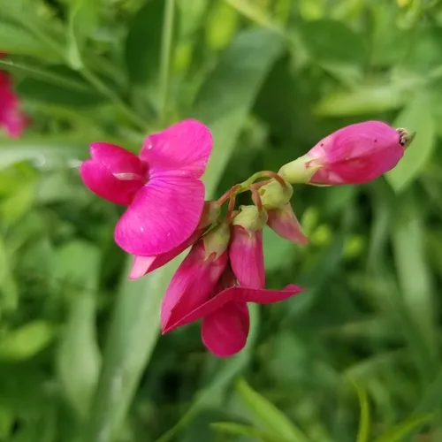 tuberous pea