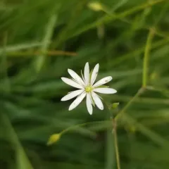 lesser stitchwort thumbnail 3