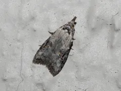 Currant Fruitworm Moth thumbnail 2