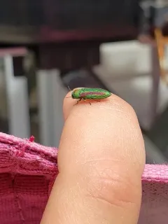 Flatheaded Cone Borer thumbnail 3