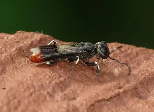 Orussus terminalis