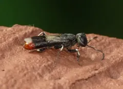 Orussus terminalis thumbnail 1
