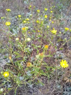 Idaho Gumweed thumbnail 2