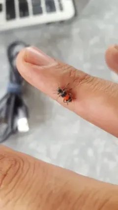 Enoclerus acerbus thumbnail 4