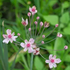 Flowering-rush thumbnail 2