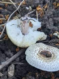 Lepiota lilacea thumbnail 4