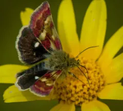 Small Heliothodes Moth thumbnail 3