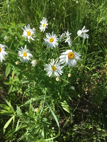 Autumn Oxeye